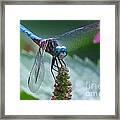 Dragonfly Blue Dasher #1 Framed Print