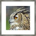 European Eagle Owl #5 Framed Print
