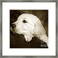 Golden Retriever Puppy #5 Framed Print