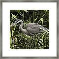 Great Blue Heron Fishing #5 Framed Print