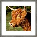 Highland Cow #5 Framed Print