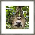 Hoffmanns Two-toed Sloth And Old Baby Framed Print