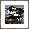 Hooded Merganser #5 Framed Print