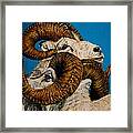 Horns Framed Print