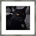 Le Chat Noir #5 Framed Print