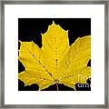 Maple Leaf #5 Framed Print