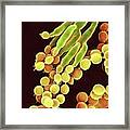 Penicillin Fungus #5 Framed Print
