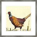 Pheasant #5 Framed Print