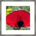 Poppy Flower #2 Framed Print