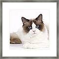 Ragdoll Cat #5 Framed Print