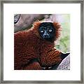 Red Ruffed Lemur #5 Framed Print