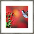 Ruby-throated Hummingbird (archilochus #5 Framed Print