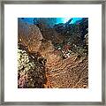Sea Fan And Tropical Reef In The Red Sea. #5 Framed Print