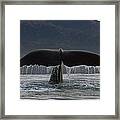 Sperm Whale Tail New Zealand #5 Framed Print