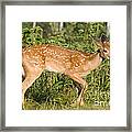 White-tailed Fawn #5 Framed Print