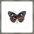 50 Elzunia Bonplandii Butterfly Framed Print