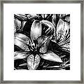 5047 Lillies Charcoal Art Framed Print