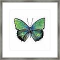52 Arhopala Aurea Butterfly Framed Print