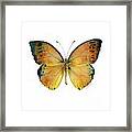 53 Leucippe Detanii Butterfly Framed Print