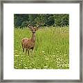 White-tailed Deer #53 Framed Print