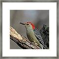 Red-bellied Woodpecker #55 Framed Print