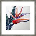 Her Bird Of Paradise Framed Print