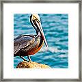 Brown Pelican #6 Framed Print