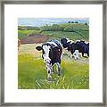 Cows #6 Framed Print