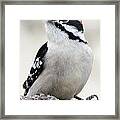 Downy Woodpecker #6 Framed Print