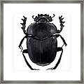 Dung Beetle #6 Framed Print