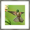 Fawn-breasted Brilliant Hummingbird #6 Framed Print