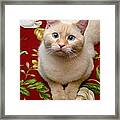 Flame Point Siamese Cat #6 Framed Print