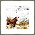 Highland Cow #6 Framed Print
