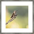 Hummingbirds #6 Framed Print