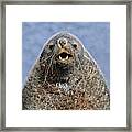 Kerguelen Fur Seal, Antarctic Fur Seal #6 Framed Print