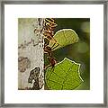 Leafcutter Ants #6 Framed Print