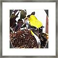 Male American Goldfinch #6 Framed Print