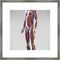 Muscle System #6 Framed Print