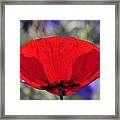 Poppy Flower #8 Framed Print