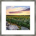 Sunflower Sunset #6 Framed Print