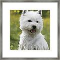 West Highland White Terrier #6 Framed Print