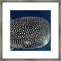 Whale Shark And Golden Trevally #6 Framed Print