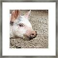 Yorkshire Pig #6 Framed Print