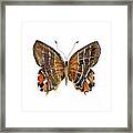 60 Euselasia Butterfly Framed Print
