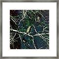 Bird In Tree #7 Framed Print