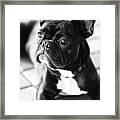 French Bulldog #7 Framed Print