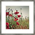 Poppy Meadow #7 Framed Print