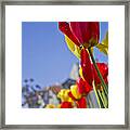 Tulips #7 Framed Print