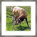 Wapiti Elk  In Rocky Mountain National Park #7 Framed Print
