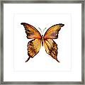 7 Yellow Gorgon Butterfly Framed Print